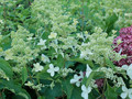 Hortensja bukietowa (Hydrangea) Levana c2 35-50cm 2