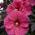 Hibiskus bylinowy (Hibiscus) Evening Rose sadzonka