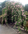 Róża pnąca Albertine różowa c2 100-150cm 3