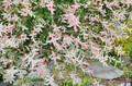 Wierzba (Salix integra) Hakuro Nishiki c3 70-90cm 5