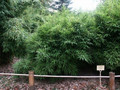 Bambus mrozoodporny (Fargesia nitida) Black Pearl Fargezja lśniąca c3 100-120cm 3