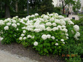 Hortensja drzewiasta (Hydrangea arbor.) Annabelle c3 5
