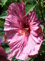 Hibiskus bylinowy (Hibiscus) Berrylicious sadzonka 3