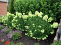 Hortensja bukietowa (Hydrangea) Little Lime c3 30-45cm 6