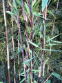 Bambus mrozoodporny (Fargesia nitida) Volcano Fargezja lśniąca c3 80-100cm 4