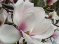 Magnolia Athene c3 45-70cm 1