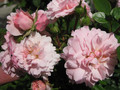 Róża pnąca Albertine różowa c2 100-150cm 2