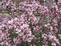 Magnolia pośrednia (Magnolia soulangeana) Satisfaction rewelacyjna c5 60-80 cm 4