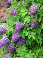 Glicynia amerykańska (Wisteria frutescens) Longwood Purple c2 60-70cm 2