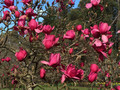 Magnolia Vulcan szczepiona c3-c5 80-100cm 2