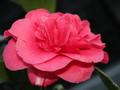 Kamelia japońska (Camellia japonica) Lady Campbell sadzonka 2