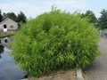Bambus krzewiasty (Fargesia murielae) c1 15-25cm 5