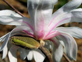 Magnolia gwiaździsta (Magnolia stellata) Royal Star  c7,5 100-120cm 3