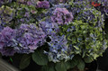 Hortensja ogrodowa (Hydrangea) Jip Blue c3 20-30cm 5