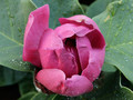 Magnolia Black Tulip rewelacyjna c5 60-90cm 4