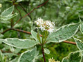 Dereń biały (Cornus alba) Argenteomarginata c2 100-130cm 3