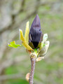 Magnolia denudata Black Beauty c5 60-80cm 4
