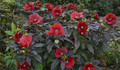Hibiskus bylinowy (Hibiscus moscheutos) Carousel Giant Red sadzonka 5