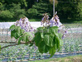 Paulownia puszysta (Paulownia tomentosa) c1 60 cm 3