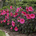 Hibiskus bylinowy (Hibiscus) Evening Rose sadzonka 4