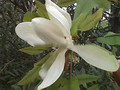 Magnolia parasolowata (Magnolia tripetala) sadzonka 1