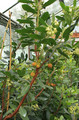Drzewo truskawkowe (Arbutus unedo) c2 60-100cm 2