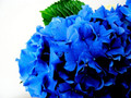 Hortensja ogrodowa (Hydrangea) Nikko Blue c3 20-40cm 4