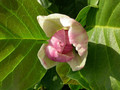 Magnolia pośrednia (Magnolia soulangeana) Satisfaction rewelacyjna c3 170-200 cm 4