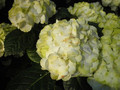 Hortensja ogrodowa (Hydrangea) Caipirinha c3 20-30cm 1
