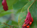 Magnolia Siebolda (Magnolia sieboldii) pachnąca c4 70-100cm 5