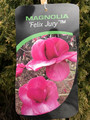 Magnolia Felix Jury c5 100-120cm 4