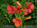 Milin amerykański (Campsis) Flamenco - roślina pnąca 80-100cm 1