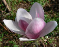 Magnolia Fragrant Cloud c3 50-80cm 6