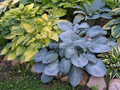 Funkia (Hosta) Skylight sadzonka 1