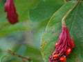 Magnolia Siebolda c5 230-260cm - tylko odbiór osobisty! 5