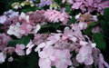 Hortensja ogrodowa (Hydrangea) Twist and Shout - Endless Summer sadzonka 2