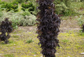 Bez czarny (Sambucus nigra) Black Tower syn. Effel c3 20-30cm 1