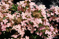 Hortensja bukietowa (Hydrangea) Polestar c3 20-30cm 3
