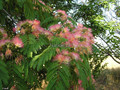 Albicja (Albizia julibrissin) jedwabne drzewo 50 cm 2