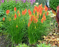 Trytoma (Kniphofia) Papaya Popsicle sadzonka 1