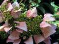 Przywarka japońska (Schizophragma) Rosea - pnącze do cienia 50-80cm 1