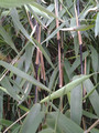 Bambus mrozoodporny (Fargesia nitida) Black Pearl Fargezja lśniąca c3 100-120cm 2