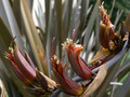 Len nowozelandzki (Phormium tenax) Purpureum sadzonka 5