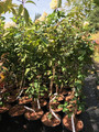 Parocja perska (Parrotia persica) Vanessa c3 80-100cm 9