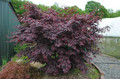 Klon Shirasawy (Acer shirasawum) Jasemin c3 140-150 cm 3