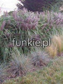 Trawa rozplenica japońska piórkówka (Pennisetum) Moudry c2 3