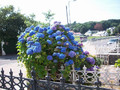 Hortensja ogrodowa (Hydrangea) Nikko Blue c3 20-40cm 6