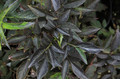 Bez czarny (Sambucus nigra) Black Beauty syn. Gerda c2 30-50cm 5