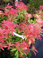 Pieris japoński (Pieris japonica) Forest Flame sadzonka 40-50cm 2