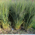 Proso rózgowate (Panicum virgatum) Northwind sadzonka